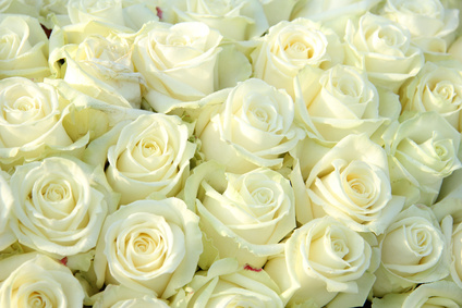 Big group of white roses, part of wedding decorations